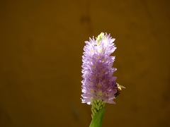 Pontederia sagittata