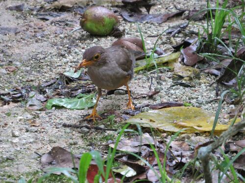 Christmas Island Thrush (Turdus erythropleurus), photo 7