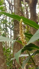 Alpinia stachyodes