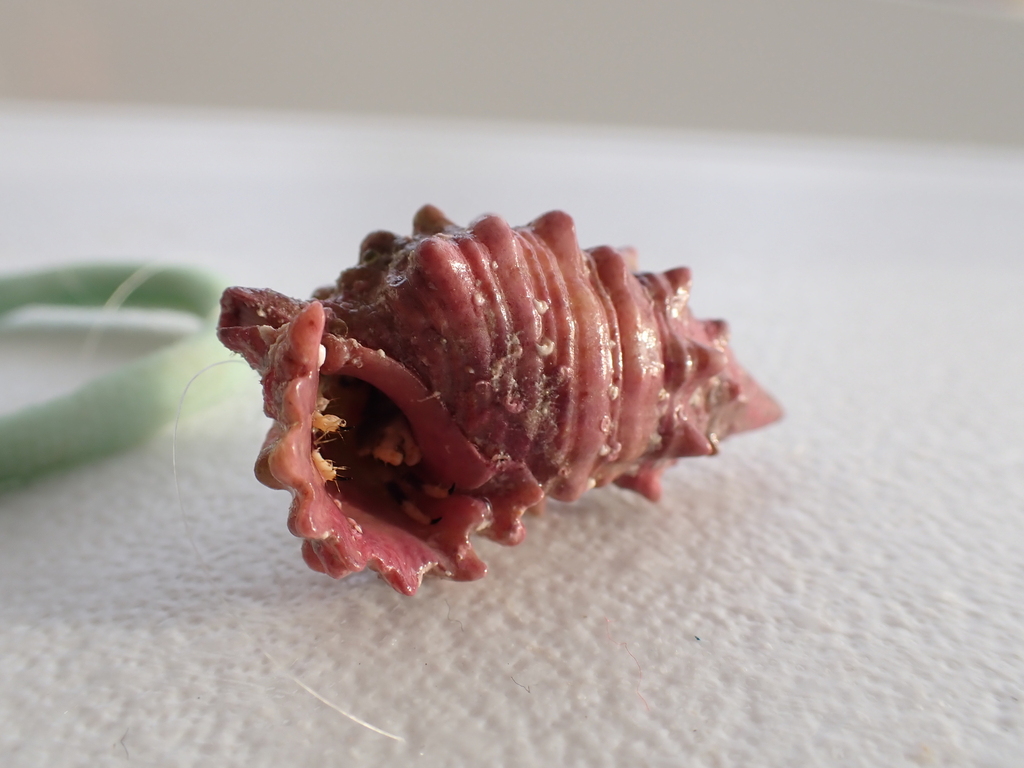 Prickly Horn Snail