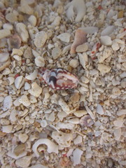 Pictocolumbella ocellata