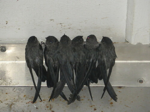 Christmas Swiftlet (Collocalia natalis), photo 4