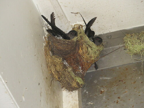 Christmas Swiftlet (Collocalia natalis), photo 5