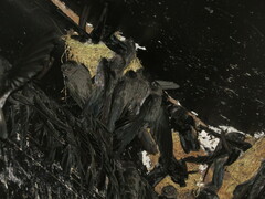 Christmas Island Swiftlet photo 1