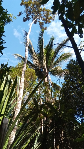 Ravenea robustior