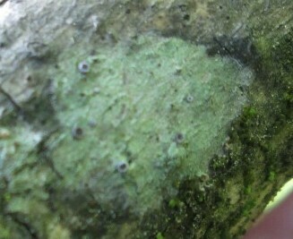 Bacidia suffusa, 2024-04-13