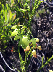 Erica urna-viridis