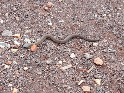 Tiger Snake sighting