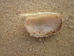 Septifer bilocularis