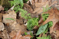 Cystopteris protrusa