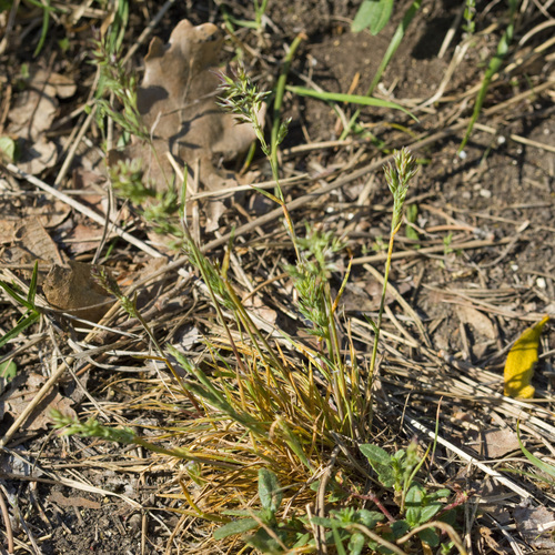 Poa bulbosa iNat (3)
