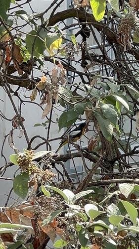 Black-backed Oriole (Icterus abeillei), photo 5