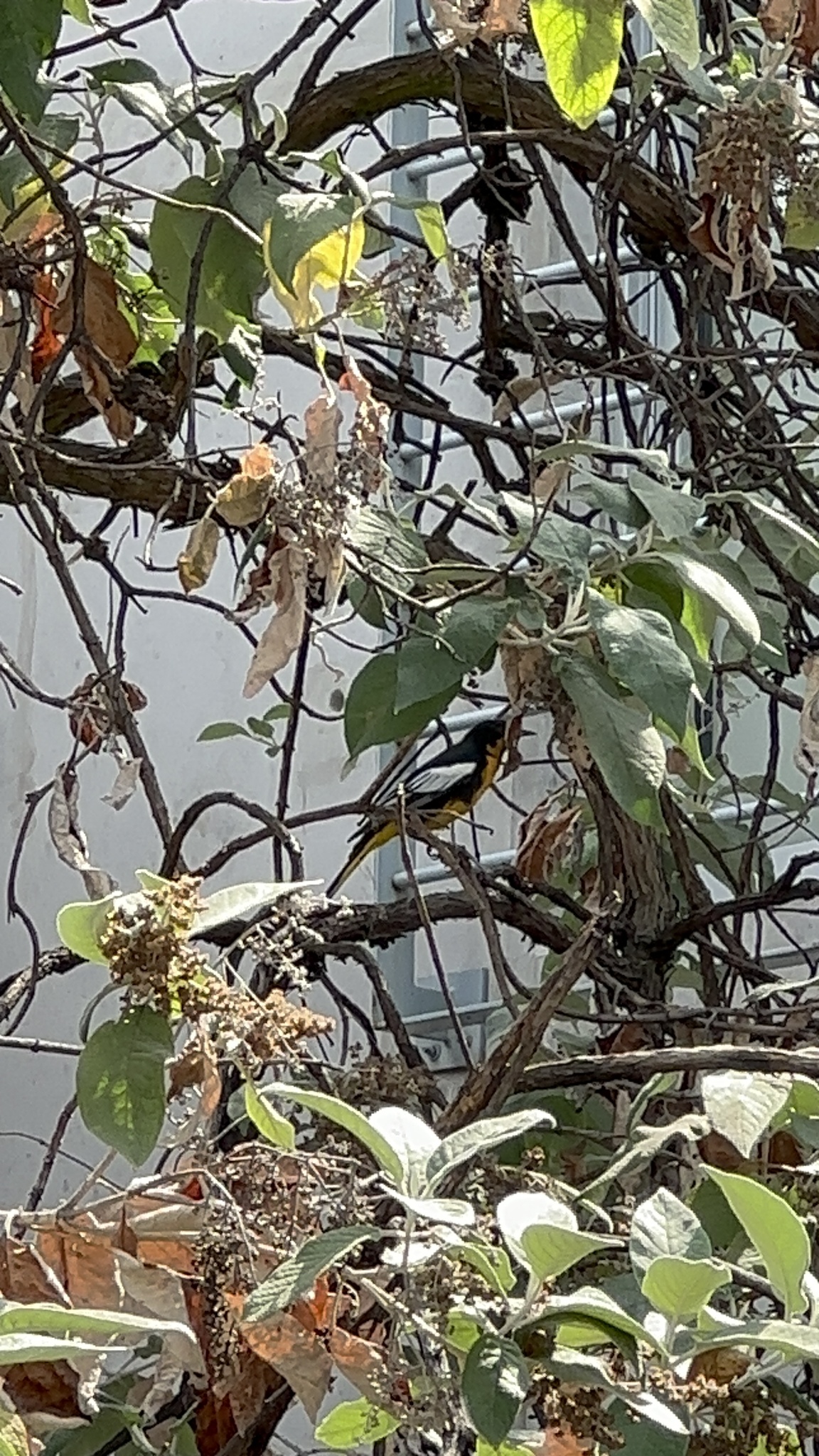 Black-backed Oriole (Icterus abeillei)