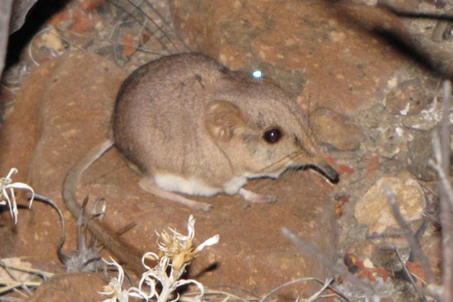 Etendeka Round-eared Sengi (Macroscelides micus) — Least Concern Mammalia