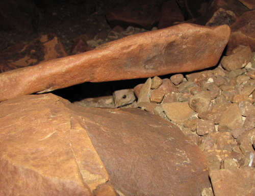 Etendeka Round-eared Sengi