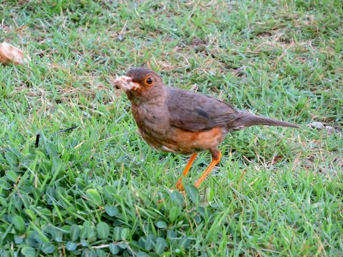 Christmas Island Thrush (Turdus erythropleurus), photo 8