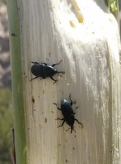 Scyphophorus yuccae