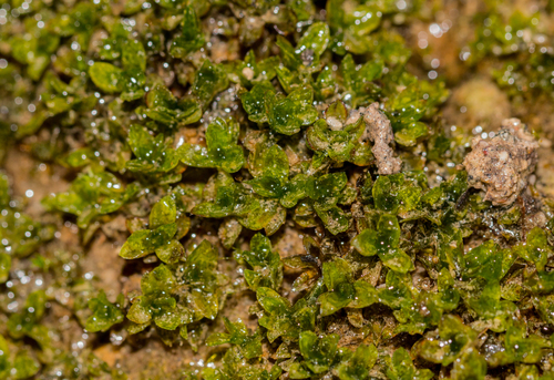 Crumia