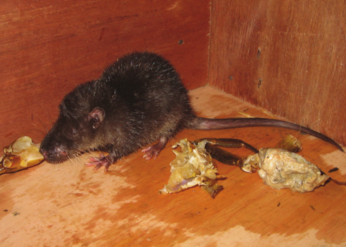Nimba Ottershrew