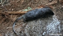 Rwenzori Otter Shrew