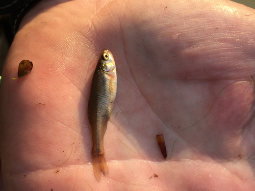 Pimephales promelas