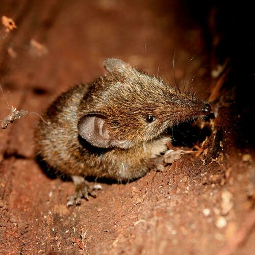 Cowan's Shrew Tenrec