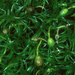 Grimmia lisae - Photo (c) 2002 John Game, algunos derechos reservados (CC BY-NC)