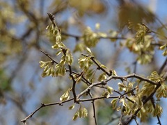 Podopterus mexicanus