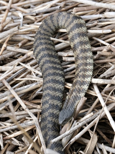 Tiger Snake sighting