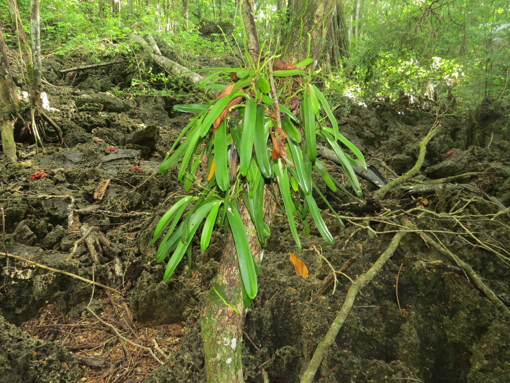 Brachypeza archytas