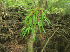 Sarcochilus archytas (Sarcochilus archytas)