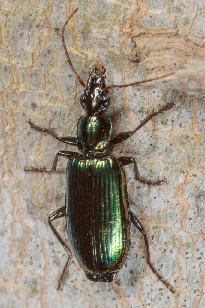 Calleida viridipennis