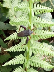 Camptischium