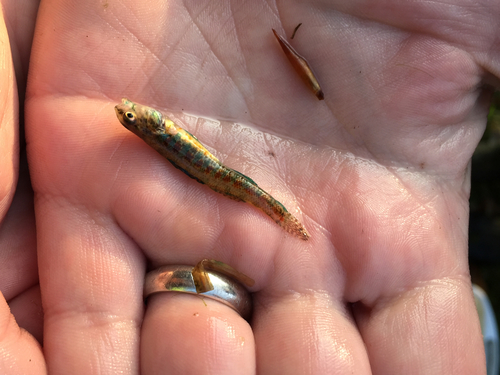 Etheostoma exile