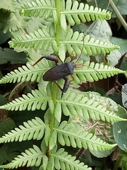 Camptischium