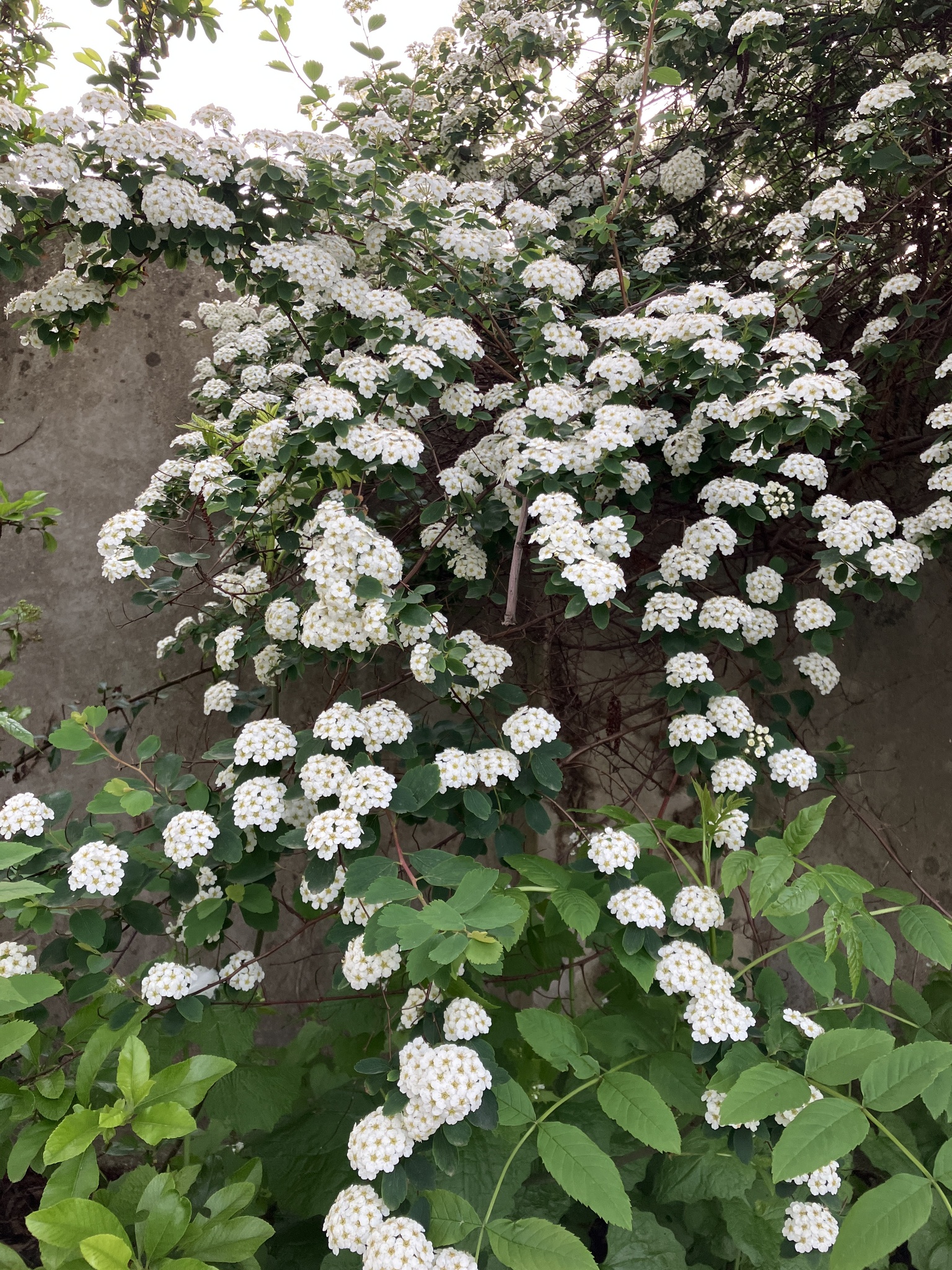 Imagem de Bridal Wreath