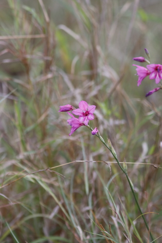 Image of Gladiolus brachyphyllus by (c) Karen Eichholz, some rights reserved (CC BY)