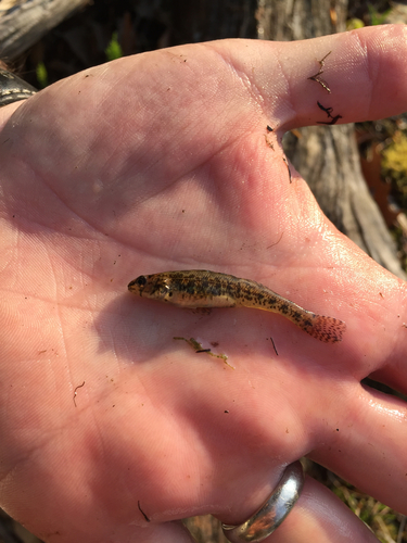 Etheostoma nigrum