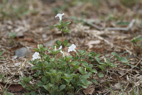 Image of White Veld Violet (Ruellia patula) by (c) Karen Eichholz, some rights reserved (CC BY)