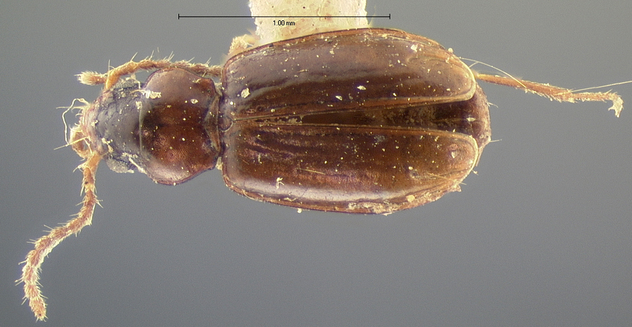 Tachys edax