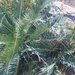 Encephalartos humilis - Photo (c) Cenedra Kapp,  זכויות יוצרים חלקיות (CC BY-NC), הועלה על ידי Cenedra Kapp
