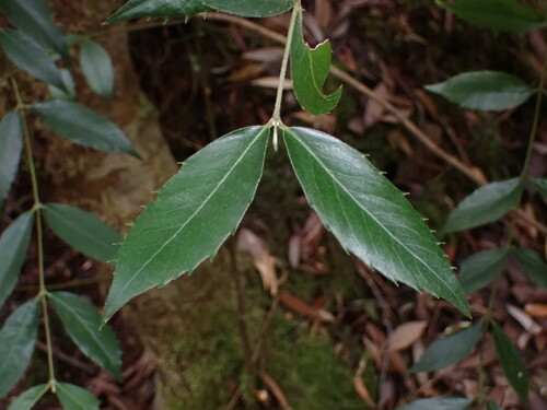 Blackheart sassafras (Atherosperma moschatum)