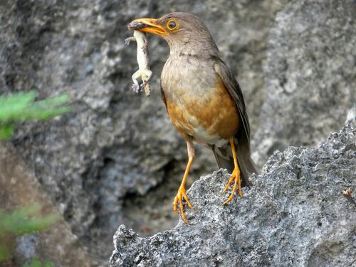 Christmas Island Thrush (Turdus erythropleurus), photo 6