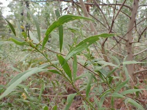 Image of Acacia leprosa by (c) ttsquid, some rights reserved (CC BY)