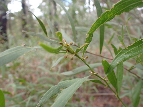 Image of Acacia leprosa by (c) ttsquid, some rights reserved (CC BY)