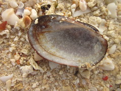 Barbatia amygdalumtostum