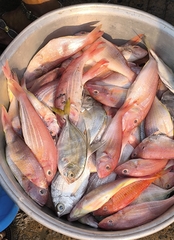 Delagoa Threadfin Bream photo 2
