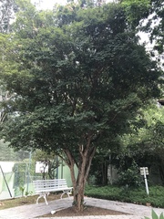 Plinia cauliflora