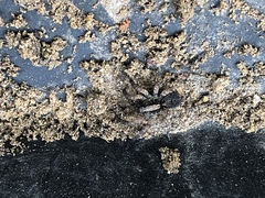 Araneae