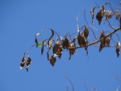 Lonchocarpus longistylus